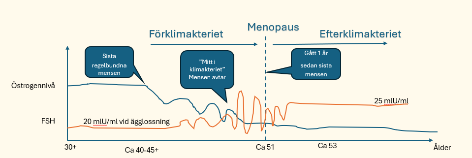 hormonnivåer-under-klimakteriet