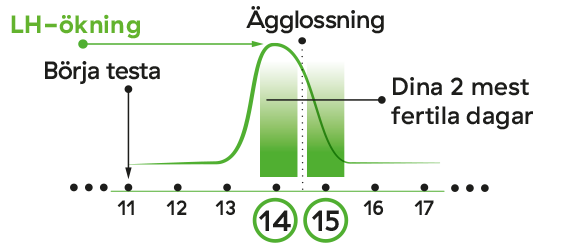 ägglossning-menstruations-cykel