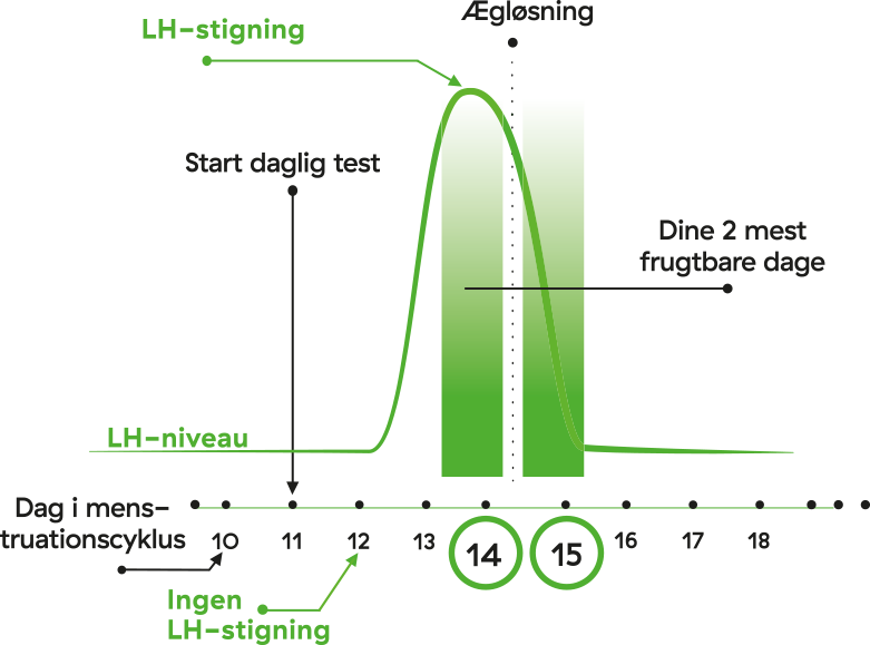 egglossningstest-sadan-fungerer-det